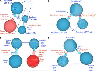 Allorecognition by T Lymphocytes and Allograft Rejection